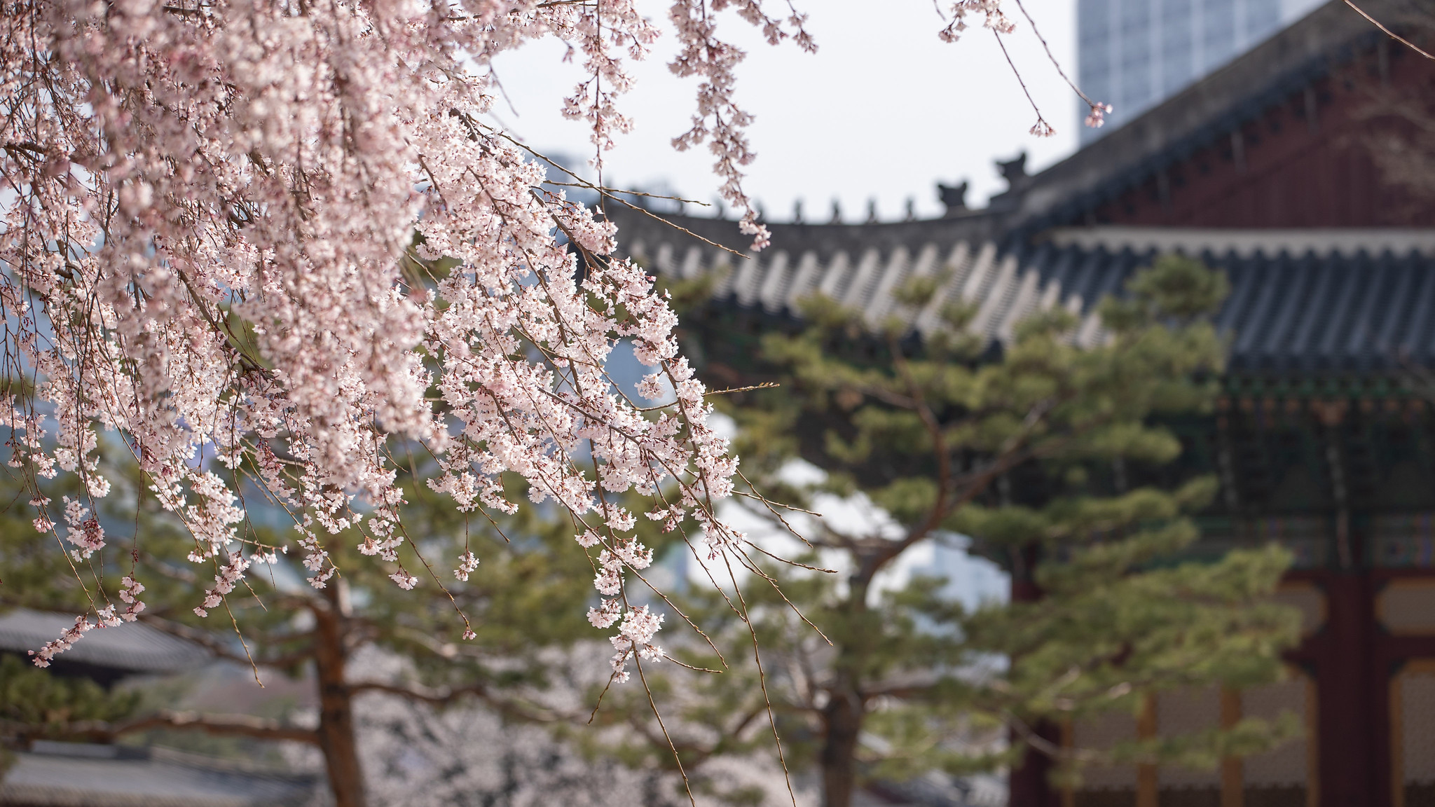 По сообщению частной метеорологической компании «Kweather» от 25 февраля, сезон цветения вишни в Корее в этом году наступит на 3-6 дней раньше, чем в среднем в 1991-2020 годах. На фото цветущая вишня во дворце Токсугун в Сеуле. / Фото: Korea.net