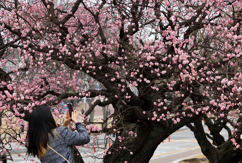 19 марта, за день до весеннего равноденствия, горожане делают фото цветущей сливы в кампусе Национального университета Чоннам в районе Пук-гу в Кванджу. 