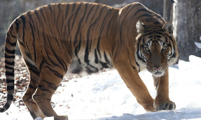 [Самые просматриваемые статьи Почетных репортеров] Узнаем о «тиграх Кореи» в год Тигра