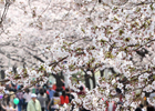 Фестиваль весенних цветов на Йоидо 
