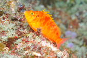 Остров Чеджу: рай для тропических рыб