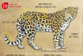 Корейский полуостров был «землей леопардов»