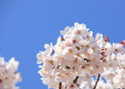 Фестиваль цветения королевской вишни в Чеджу