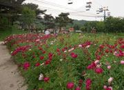 Фестиваль роз Большого сеульского парка