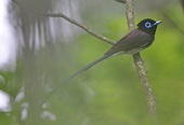 Тропические и редкие птицы посещают Корею