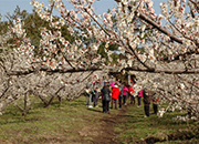 Фестиваль цветения абрикосовых деревьев на Чечжу