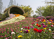 Международный фестиваль цветоводства Коян