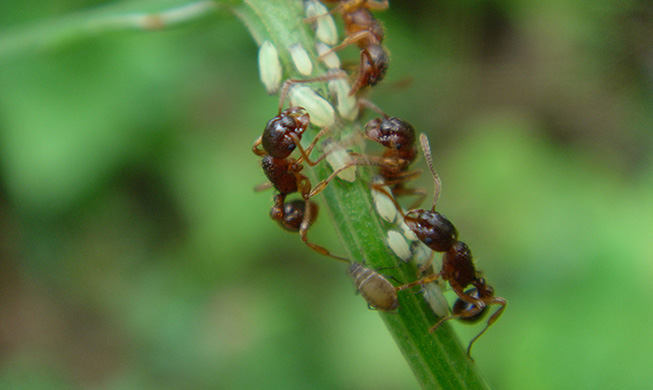 Глобальное потепление заставляет муравьев двигаться в гору