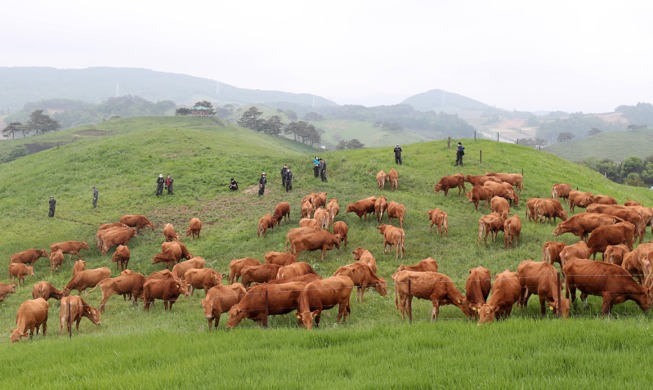 [РК в фотографии] Корова на зеленом пастбище в Тэгваллён