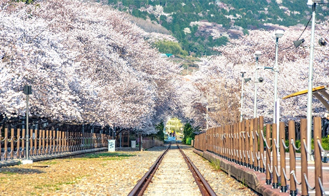 Forbes назвал пять лучших мест для любования цветущей вишней в Корее