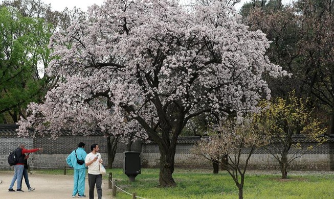 Иностранные туристы наслаждаются весной во дворце Чхандоккун