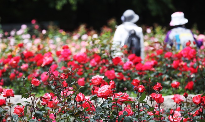 [РК в фотографии] Май - сезон цветения роз