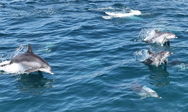 Дельфины радуются приходу весны