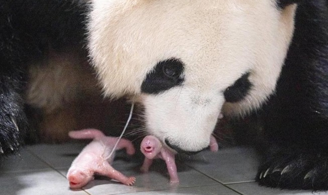 В Южной Корее родились первые панды-близнецы