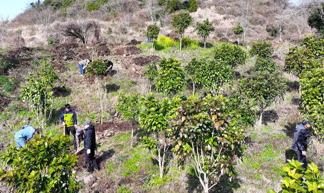 Первая национальная посадка деревьев в Согвипхо