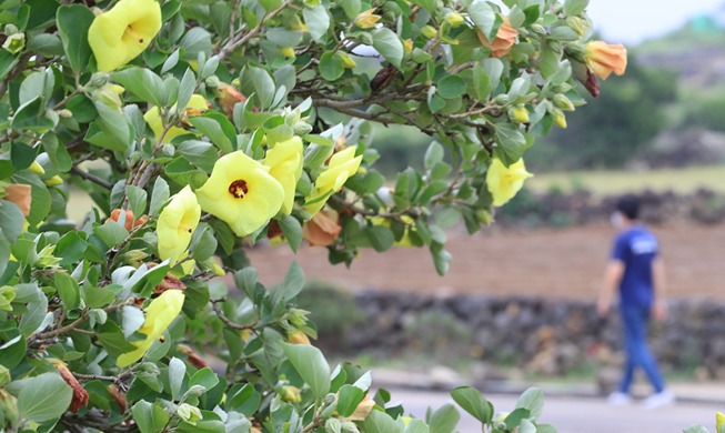 [РК в фотографии] Цветы «Хамабо» на острове Чечжудо