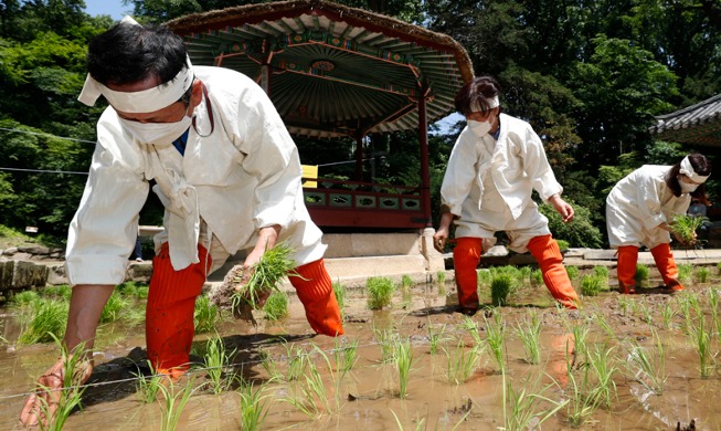 [РК в фотографии] Пересадка рисовой рассады на территории дворца Чхандоккун
