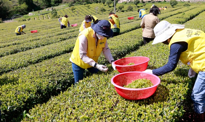 [РК в фотографии] Весна на плантации зеленого чая в уезде Посон-гуне