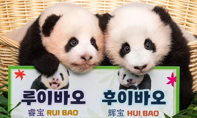 Пандам-близнецам в Южной Корее дали имена