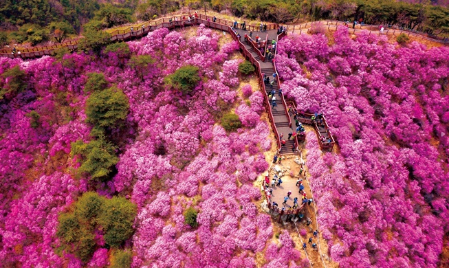 Где насладиться весенними цветами в Южной Корее?
