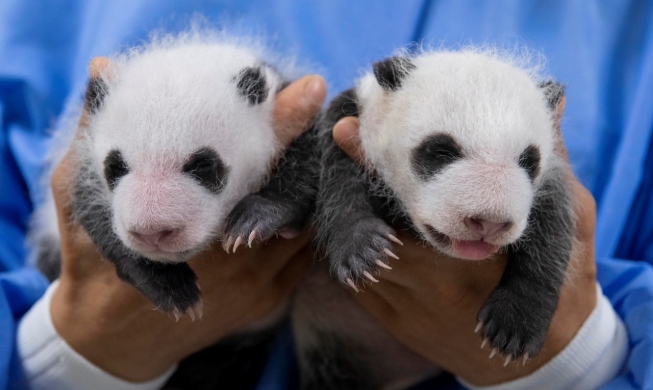 Первым в Южной Корее пандам-близнецам исполнился месяц