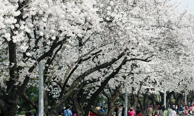 Цветение вишни в Пусане начнется 20 марта, а в Сеуле 2 апреля