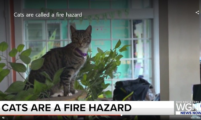 Новостные агенства США, цитируя доклад Корейской пожарной службы, объявили об опасности возникновения пожара из-за кошек