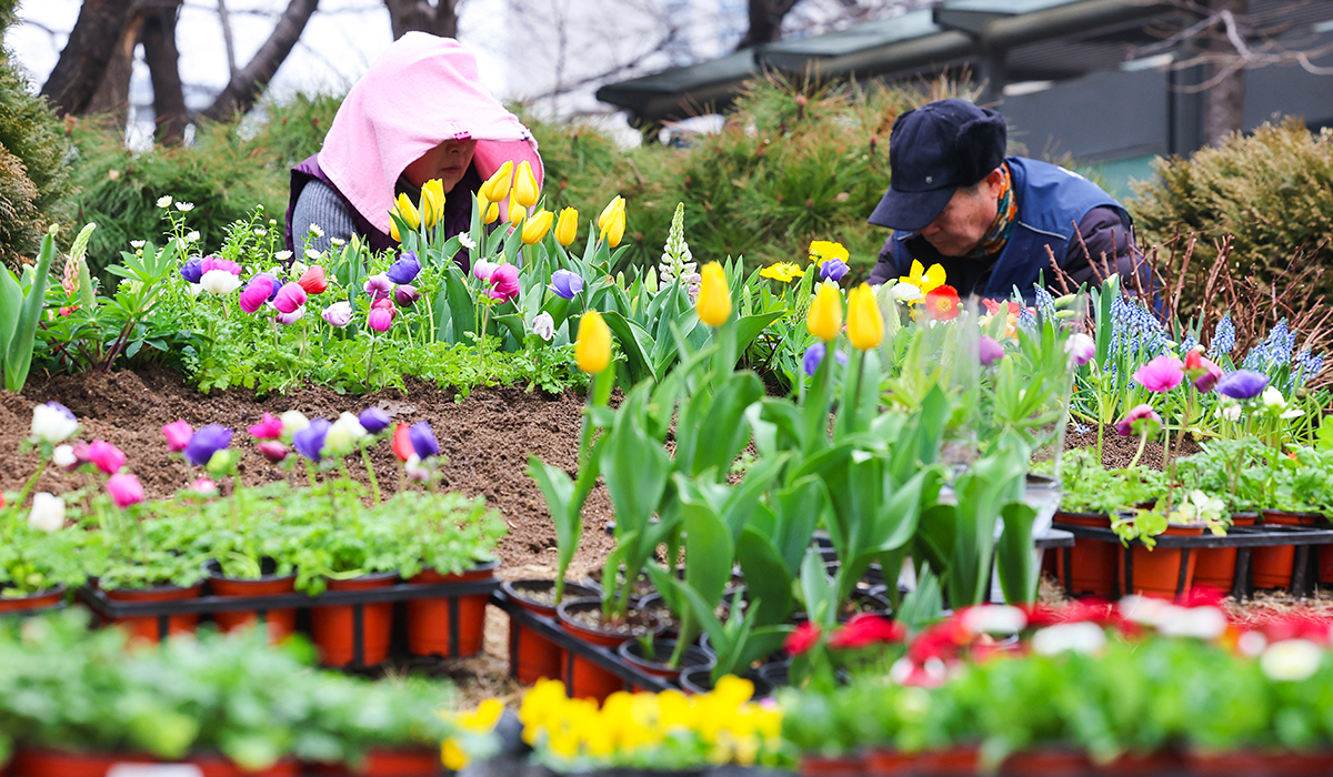 Утром 29 февраля в преддверии весны сотрудники районной администрации засаживают цветочную клумбу на площади Вансимни в районе Сондон-гу в Сеуле.