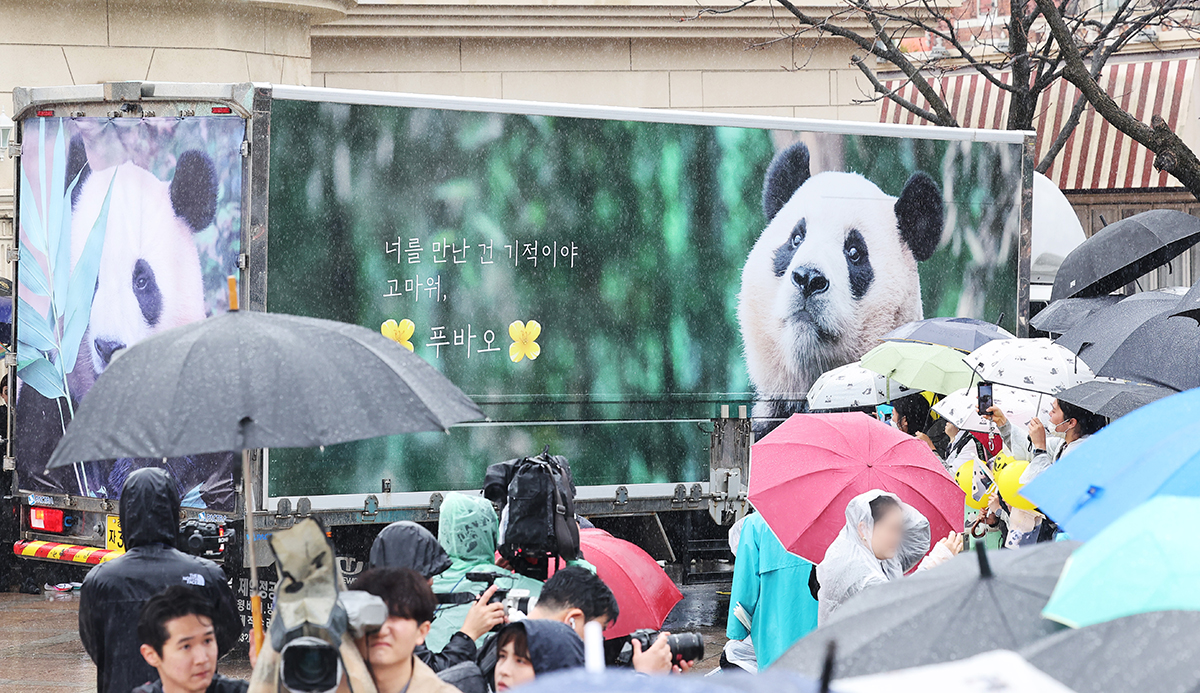 Утром 3 апреля в Эверленде в Йонине, провинция Кёнгидо, горожане пришли проводить панду Фу Бао, улетающую в Китай.