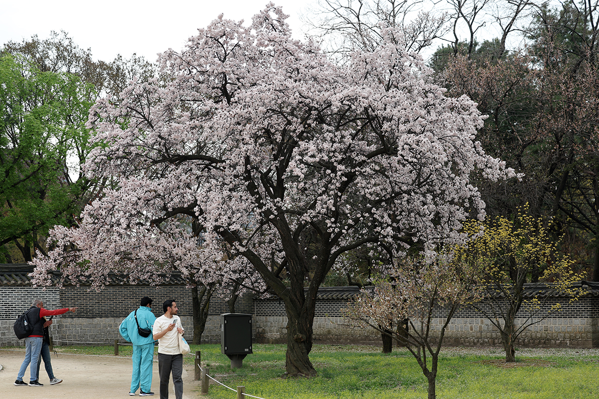 Иностранные туристы 5 апреля любуются весенними цветами во дворце Чхандоккун в районе Чонно-гу в Сеуле.