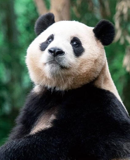 Как встретили всеобщую любимицу панду Фу Бао в Китае