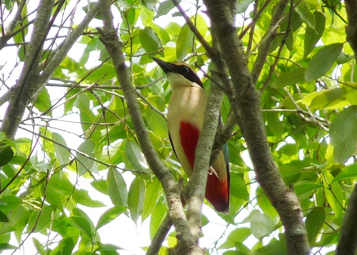 '요정새'라는 별칭을 가진 팔색조.