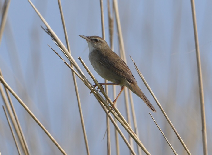 섬개개비는 휘파람새과로, 높고 맑은 울음소리가 특징이다. 