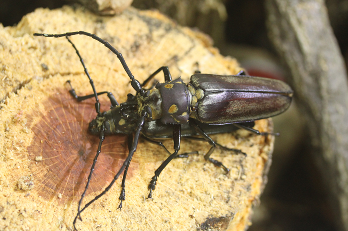 160115_beetle_art1.jpg