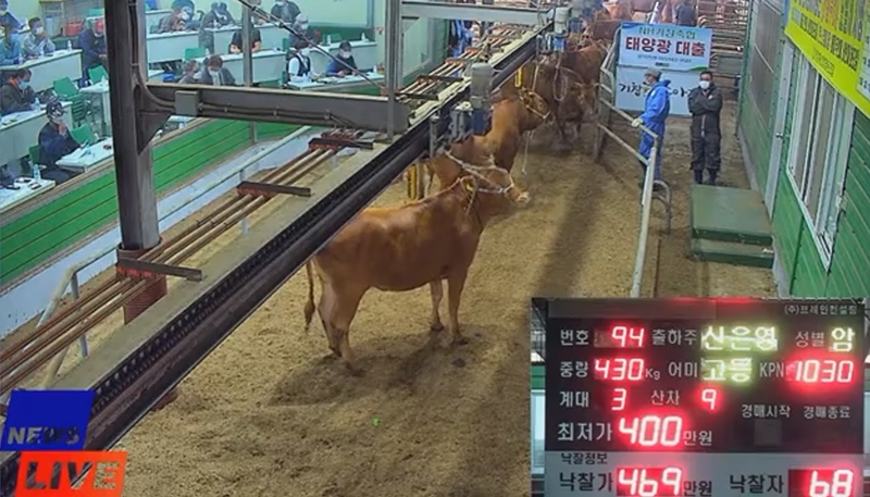Участники рынка крупного рогатого скота применили онлайн-трансляцию. / Фото: Скриншот видео YouTube канала животноводческого кооператива Кочхан