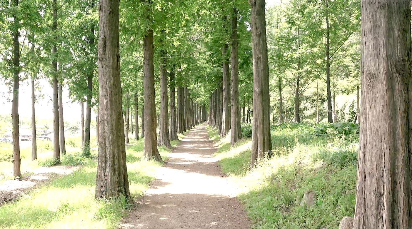 В Небесном парке красивый пейзаж и пологий склон, поэтому часто организуются марафоны. / Фото: Ким Хе Рин 