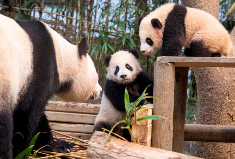 Эверленд с 4 января представит публике панд-близнецов Руи Бао и Хуи Бао. На фото панды-близнецы вместе с мамой Ай Бао в Эверленде, город Йонин, провинция Кёнгидо. / Фото: Эверленд