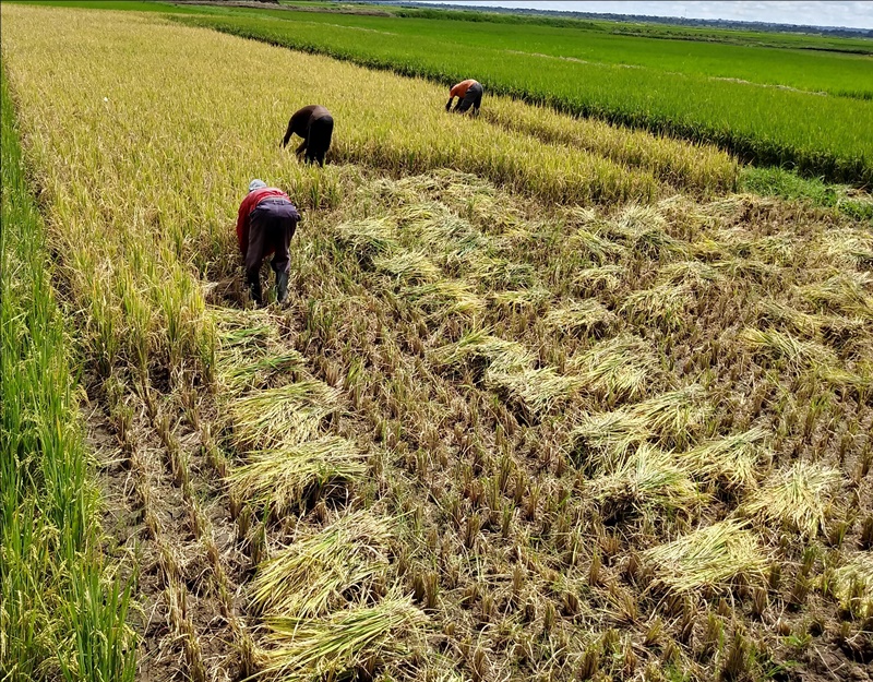 Сбор высококачественных и высокоурожайных семян риса в Уганде, Африка. / Фото: Министерство продовольствия, сельского, лесного и рыбного хозяйства РК