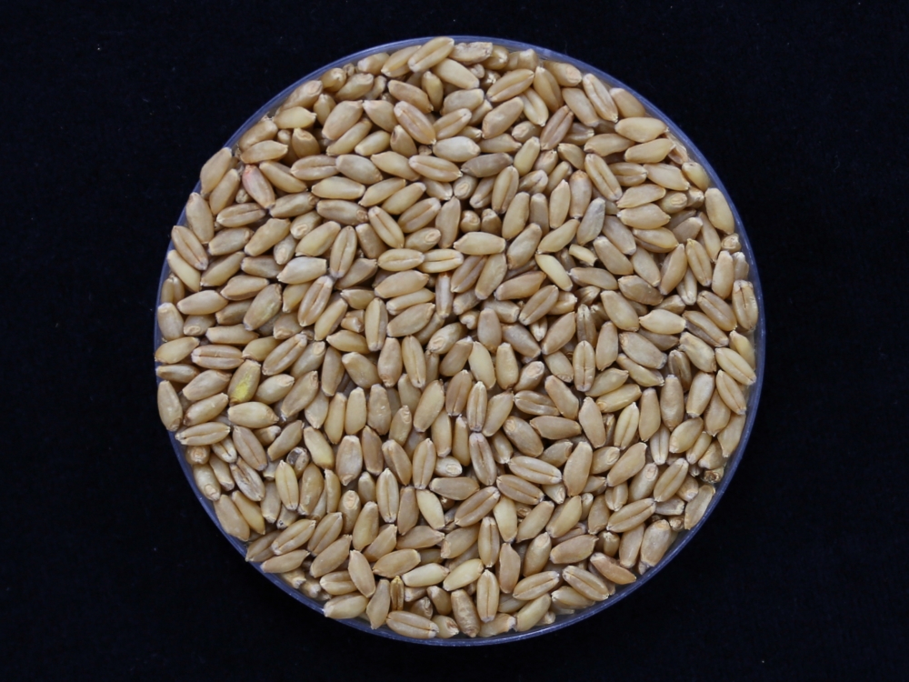 Семена нового сорта пшеницы «Ирум». / Фото: Администрация развития сельских районов РК 