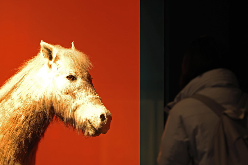 16 декабря посетители рассматривают картину пони на специальной выставке &laquo;Много лошадей&raquo; в Национальном фольклорном музее Кореи в Сеуле. Местная порода пони с острова Чеджудо была объявлена природным памятником в 1986 году. / Фото: Пак Тэ Чжин 