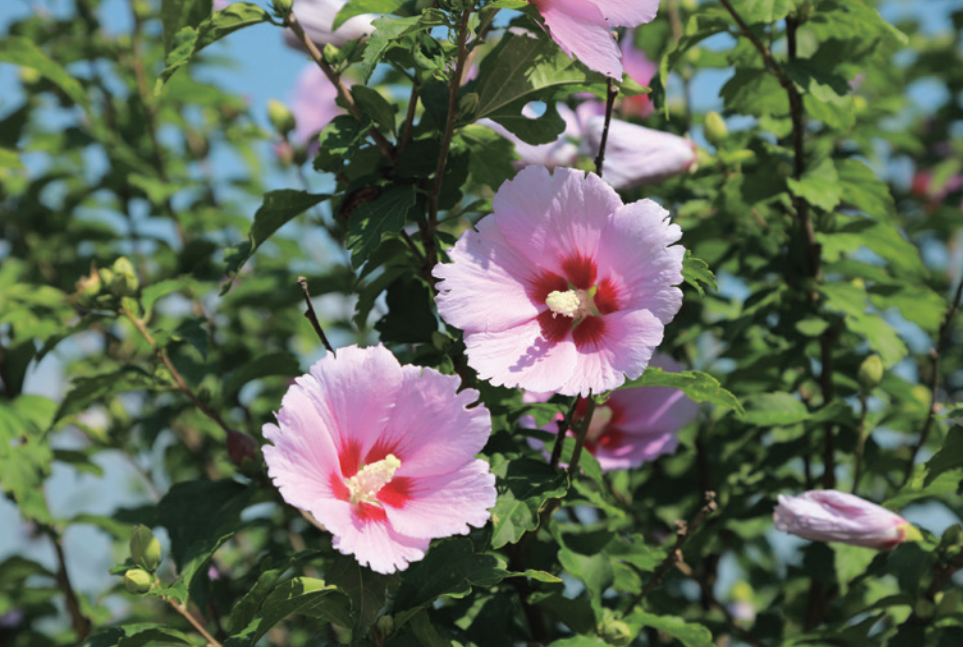 6. Мугунхва Своей стойкой жизненной силой и сдержаннойкрасотой этот цветок воплощает национальнуюидентичность Кореи.
