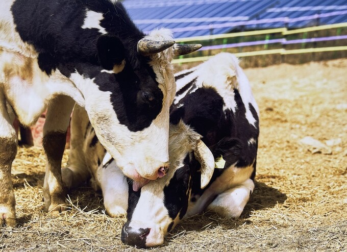 Спасенные коровы, живущие в приюте «Новая Луна» в деревне Синволь-ри, уезд Инчже-гун, провинция Канвондо. / Фото: Общественная группа «Волна освобождения животных» 