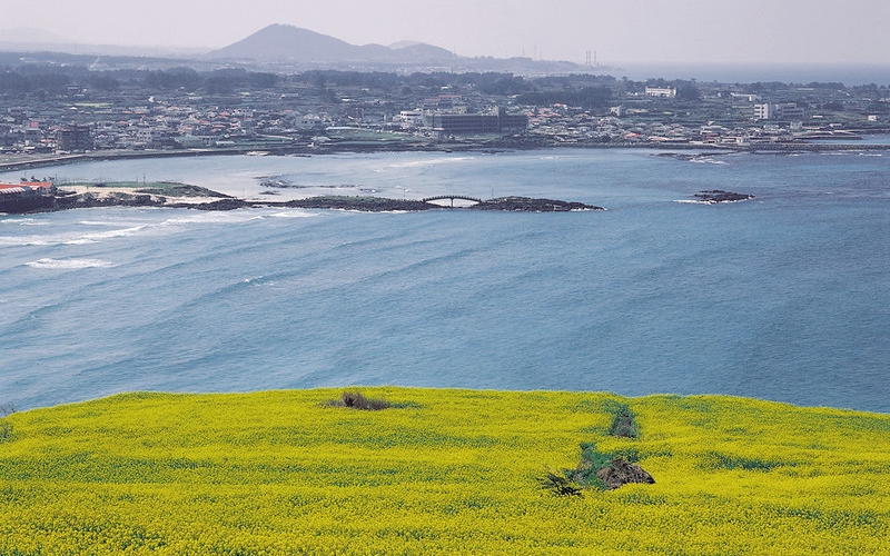 Цветы рапса и прибрежные пейзажи острова Капхадо, г. Согвипхо, о. Чеджудо. / Фото: База данных Korea.net 