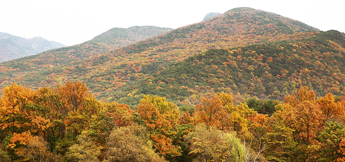 충청북도 괴산군 괴산호 일대의 화려한 단풍은 보는 이들의 탄성을 자아낸다. 