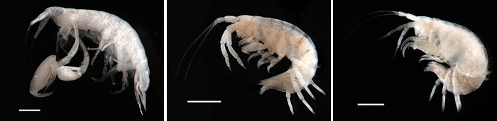 Shrimp_Article_0927_01.jpg