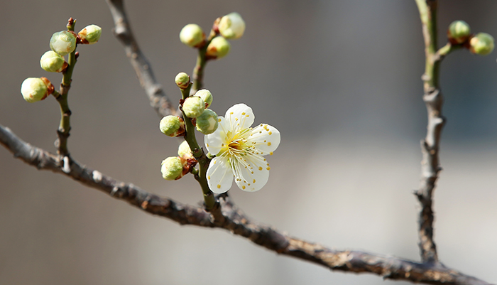 Spring_2016_National_Museum_Korea_Article_02