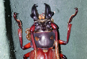 Новый способ разведения восстанавливает вид жуков-усачей