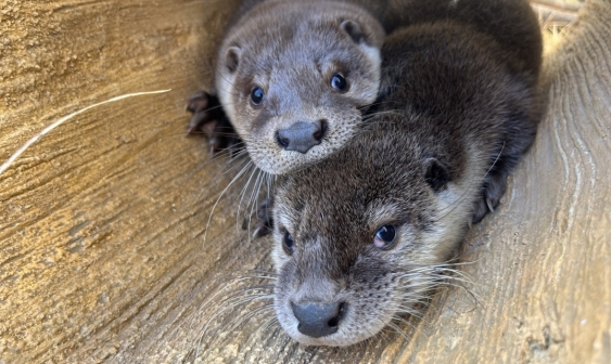 [О животных в Корее] ① От использования к сосуществованию