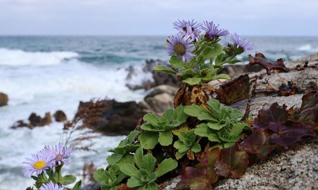 Цветы хегук в скалах на берегу моря