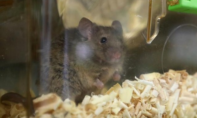 В Корее выпустили руководство по гуманным экспериментам на животных